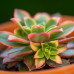 Aeonium Kiwi