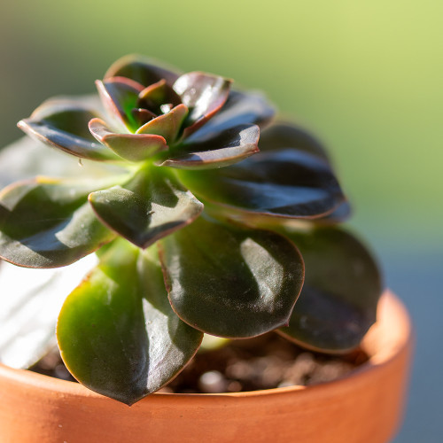 Echeveria Melaco
