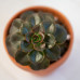 Echeveria Melaco