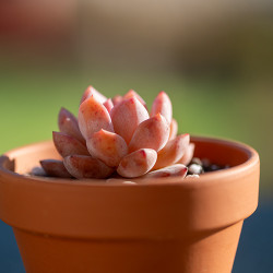 Echeveria Orange Monroe Echeveria Orange Monroe