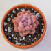 Echeveria Orange Monroe Echeveria Orange Monroe