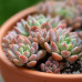 Echeveria Prolifica Echeveria Prolifica