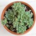 Echeveria Prolifica Echeveria Prolifica