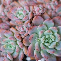 Echeveria Prolifica