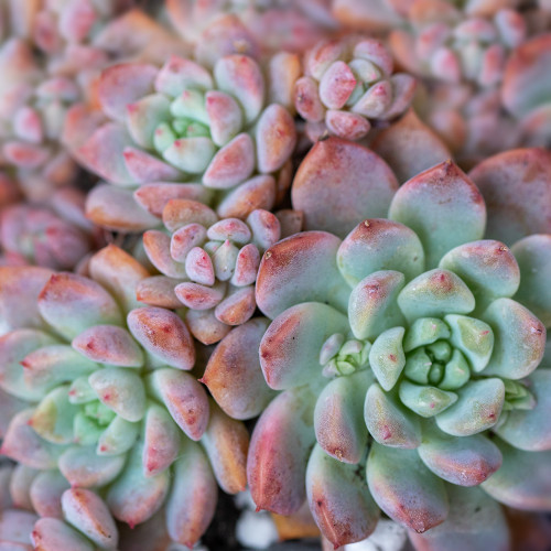 Echeveria Prolifica Echeveria Prolifica
