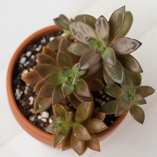 Graptopetalum Bronze Graptopetalum Bronze