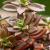 Graptopetalum Bronze Graptopetalum Bronze