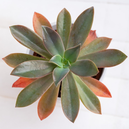 Graptoveria Fred Ives