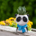 Cute Panda