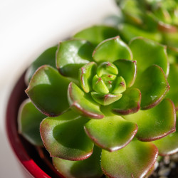 Sedeveria Letizia
