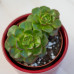 Sedeveria Letizia