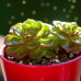 Sedeveria Letizia