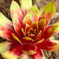 Sempervivum Gold Mine Sempervivum Gold Mine