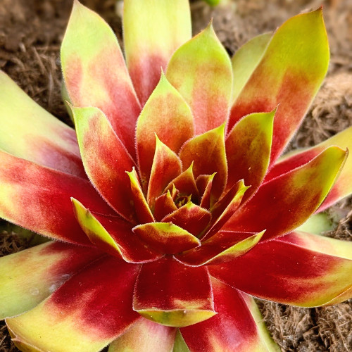 Sempervivum Gold Mine Sempervivum Gold Mine