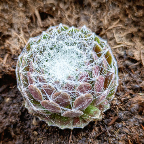 Sempervivum arachnoideum Sempervivum arachnoideum
