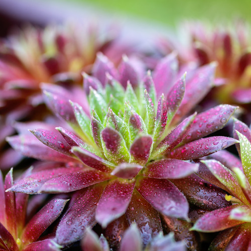 Sempervivum Coral Red