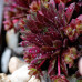 Sempervivum Coral Red