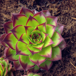 Sempervivum Sunrise Sempervivum Sunrise