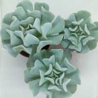 Echeveria Runyonii 'Topsy Turvy' Echeveria Runyonii 'Topsy Turvy'