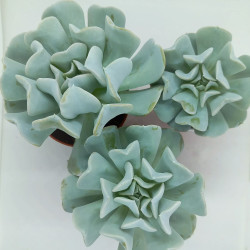 Echeveria Runyonii 'Topsy Turvy'